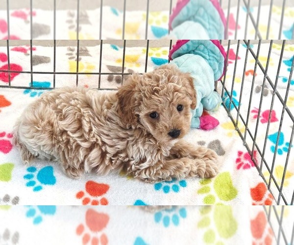 Medium Photo #9 Cavapoo (Miniature)-Poodle (Toy) Mix Puppy For Sale in ORO VALLEY, AZ, USA