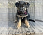 Small Photo #8 German Shepherd Dog Puppy For Sale in RIVERDALE, MD, USA