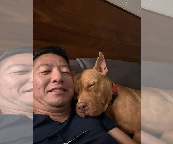 Medium Photo #5 American Pit Bull Terrier-Unknown Mix Puppy For Sale in Aurora, CO, USA