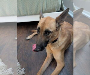 Mutt Dogs for adoption in Imlay City, MI, USA