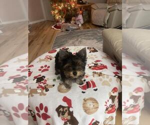 Yorkshire Terrier Puppy for sale in MONROE, MI, USA