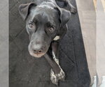 Small #7 American Staffordshire Terrier Mix