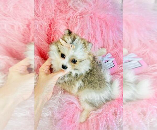Medium Photo #20 Pomeranian Puppy For Sale in PALM BEACH, FL, USA