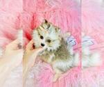 Small #19 Pomeranian