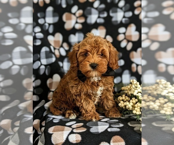 Medium Photo #7 Cavapoo Puppy For Sale in BIRD IN HAND, PA, USA
