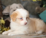 Small #3 Australian Shepherd