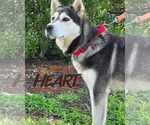 Small #1 Gerberian Shepsky