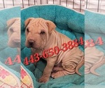 Image preview for Ad Listing. Nickname: Monkey