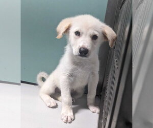 Great Pyrenees-Unknown Mix Dogs for adoption in Croydon, NH, USA