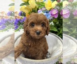 Small #2 Cavapoo