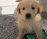 Small #3 Golden Retriever