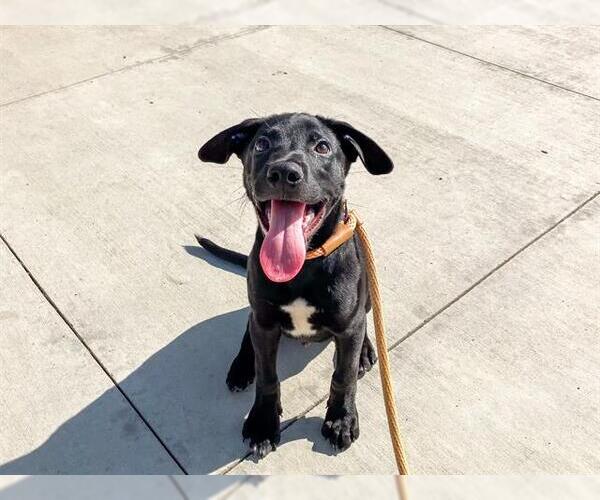 Medium Photo #1 Labrador Retriever-Unknown Mix Puppy For Sale in Orange, CA, USA
