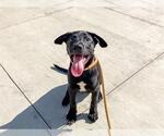 Small Labrador Retriever Mix