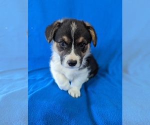 Pembroke Welsh Corgi Puppy for sale in LAS VEGAS, NV, USA