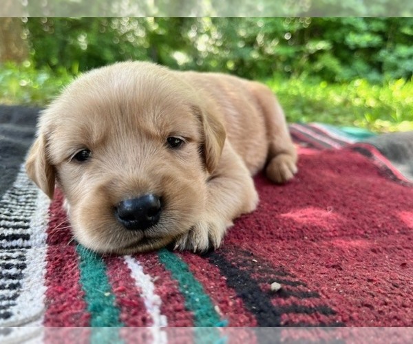 Medium Photo #1 Golden Retriever Puppy For Sale in KINGSPORT, TN, USA