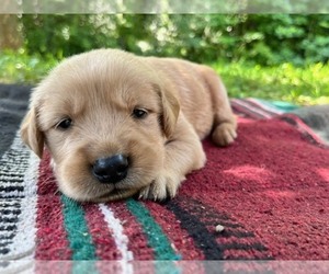 Golden Retriever Puppy for sale in KINGSPORT, TN, USA