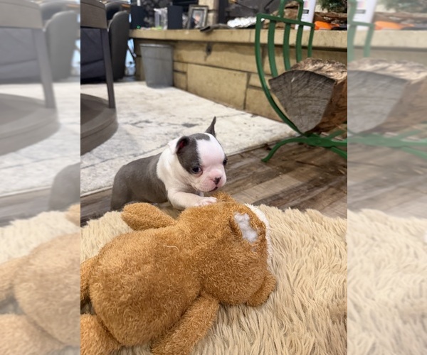 Medium Photo #5 Boston Terrier Puppy For Sale in FREDONIA, KS, USA