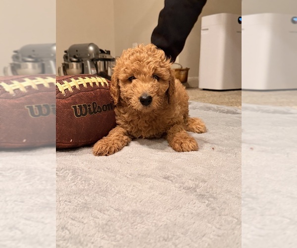 Medium Photo #3 Goldendoodle mix (+ Poodle Standard) Puppy For Sale in ROCHESTER, NY, USA