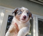 Small #1 Australian Shepherd