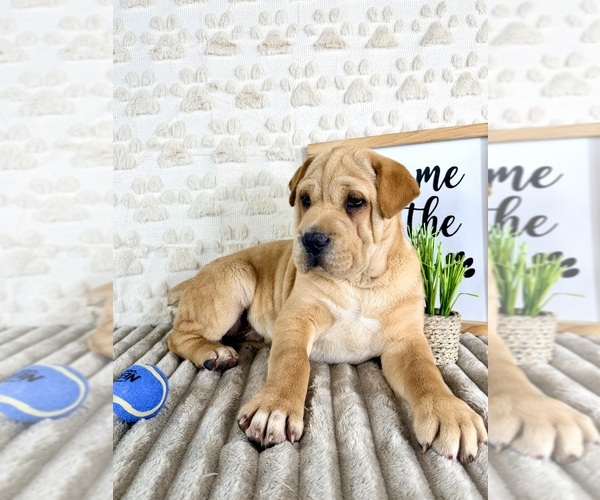 Medium Photo #5 Cocker-Pei Puppy For Sale in GREENFIELD, IN, USA