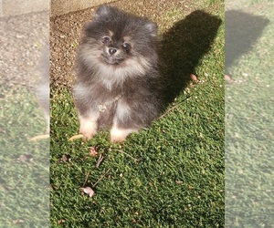 Pomeranian Puppy for sale in BEVERLY HILLS, CA, USA