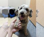 Small Photo #2 Poodle (Miniature) Puppy For Sale in Sioux Falls, SD, USA