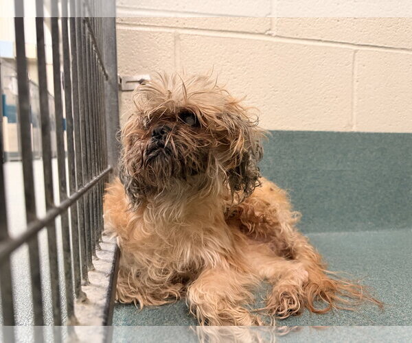 Medium Photo #8 Shih Tzu-Unknown Mix Puppy For Sale in Pacolet, SC, USA