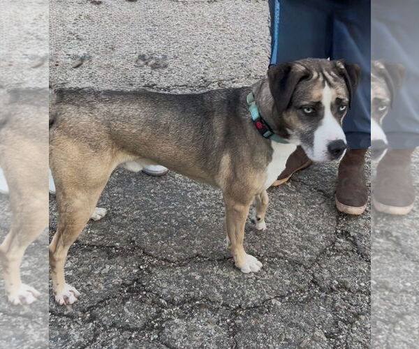 Medium Photo #5 Siberian Husky-Unknown Mix Puppy For Sale in Woodland Hills, CA, USA