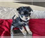 Small Photo #5 Yorkshire Terrier Puppy For Sale in COLORADO SPGS, CO, USA