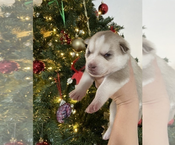 Medium Photo #5 Siberian Husky Puppy For Sale in WAUCHULA, FL, USA