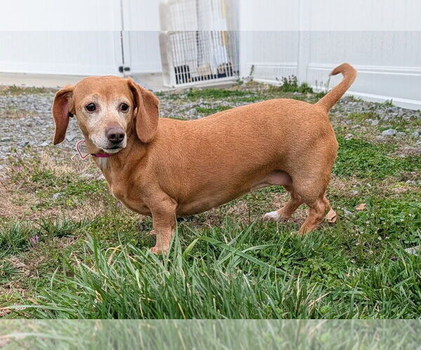 Medium Photo #2 Dachshund Puppy For Sale in Shelbyville, TN, USA