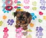 Bruce - Male Yorkshire Terrier Puppy for Sale - Photo #2