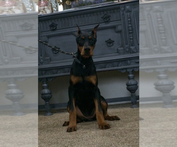 Medium Photo #7 Doberman Pinscher Puppy For Sale in WARSAW, IN, USA