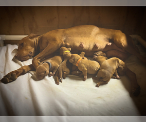 Vizsla Puppy for sale in AGUA DULCE, CA, USA