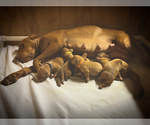 Small Vizsla