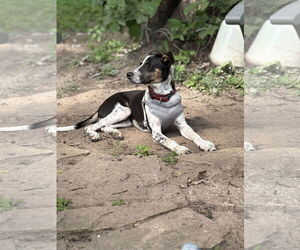 Mutt Dogs for adoption in Minneapolis, MN, USA