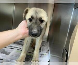 Anatolian Shepherd-Unknown Mix Dogs for adoption in Visalia, CA, USA