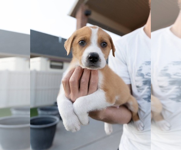 Medium Photo #1 Border-Aussie Puppy For Sale in MIDWAY, UT, USA