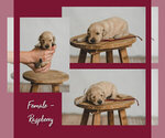 Small Photo #3 Golden Retriever Puppy For Sale in VICI, OK, USA