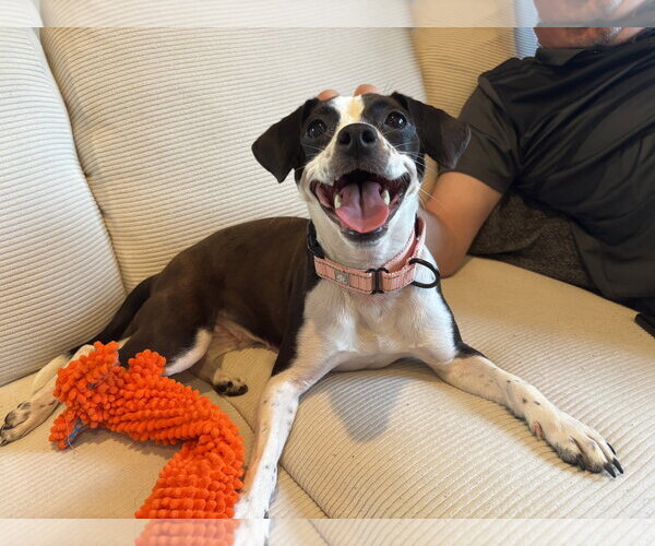 Medium Photo #1 Jack Russell Terrier-Unknown Mix Puppy For Sale in Rockaway, NJ, USA