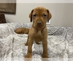 Small Photo #10 Vizsla Puppy For Sale in CANBY, OR, USA