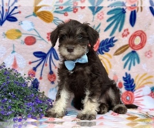 Schnauzer (Miniature) Puppy for sale in LANCASTER, PA, USA