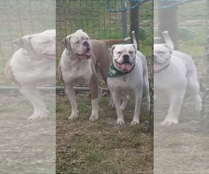 Mother of the American Bulldog puppies born on 05/24/2019