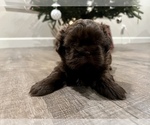 Small #4 Shih Tzu