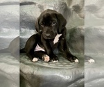 Small Photo #13 American Bandogge mastiff Puppy For Sale in FORT GARLAND, CO, USA