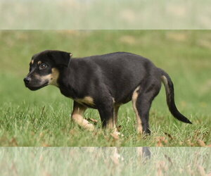 Tuba - Male Australian Shepherd-Unknown Mix Dog for Adoption - Photo #6