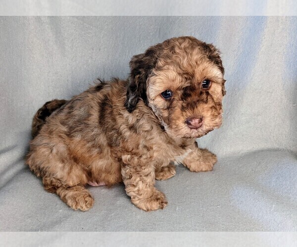 Medium Photo #31 Miniature Labradoodle Puppy For Sale in SYRACUSE, IN, USA