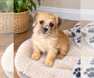 Biscuit - Male Border Terrier-Brussels Griffon Mix Dog for Adoption - Photo #2