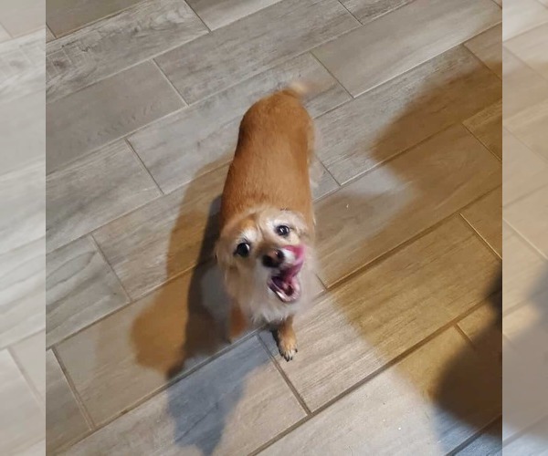 Medium Photo #3 Mutt Puppy For Sale in Princeton, MN, USA