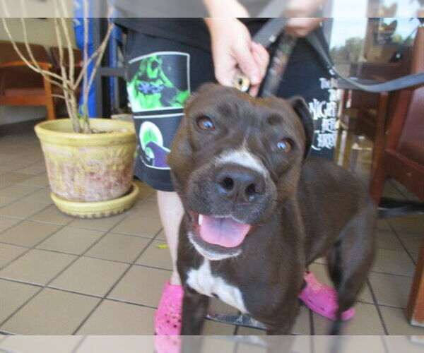 Medium Photo #1 Staffordshire Bull Terrier Puppy For Sale in Ocala, FL, USA